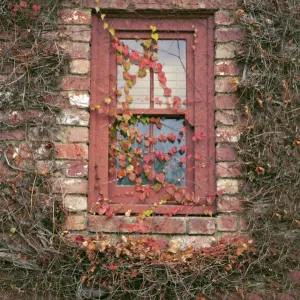 Window covered in Boston ivy Window covered in Boston ivy