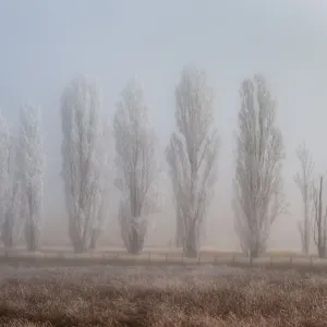 Winter forest Winter forest