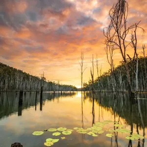 Australian Winter Trees Print
