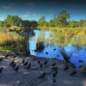Winter Light at Hidden Grove, Keysborough, Victoria, Australia Winter Light at Hidden Grove, Keysborough, Victoria, Australia