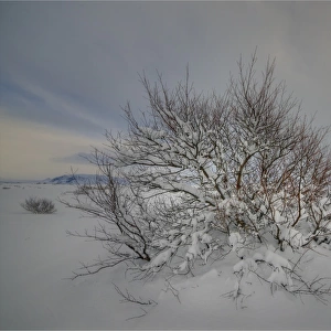 A winter scene at Pingvellir, Central Iceland