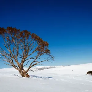 Winter snow gum Winter snow gum