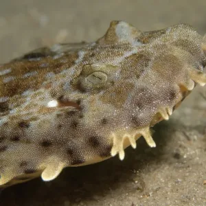 Wobbegong shark profile