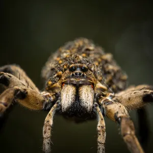 Australian Animals Metal Print Collection: Australian Spiders