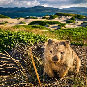 Wombat at Lesueur Point. Maria Island, Tasmania