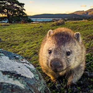 Wombat at Lesueur Point with mt mt Maria at the background. Maria Island, Tasmania