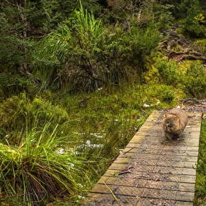 Wombat on the trail at Overland Track, Tasmania