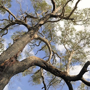 Worm s-eye view of a eucalyptus - or gum tree which has produced resin, Ambergate Reserve, Busselton, Western Australia, Australia