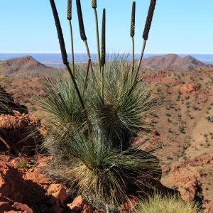 Xanthorrhoea plant. Arkaroola. South Australia