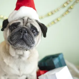 Xmas Pug