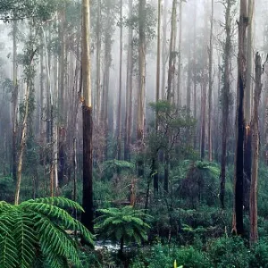 Yarra Ranges National Park, Black Spur, Victoria, Australia Yarra Ranges National Park, Black Spur, Victoria, Australia