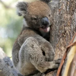 Yawning Koala Print from Australian Views