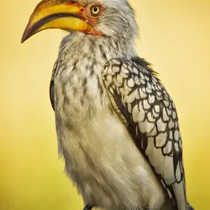 Yellow Billed Hornbill Print