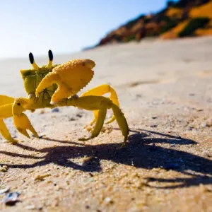 Yellow crab moving on sand