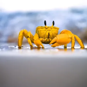 Yellow crab moving on sand