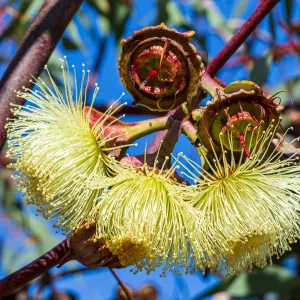 Yellow Eucalyptus Gum Blossom