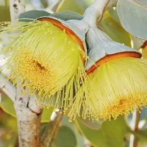 Yellow Eucalyptus Gum Blossom Yellow Eucalyptus Gum Blossom