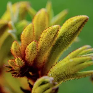 Yellow Flower of a Kangaroo Paw (Anigozanthos) Yellow Flower of a Kangaroo Paw (Anigozanthos)