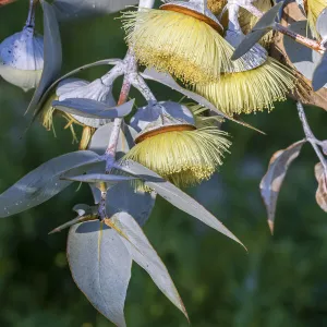 Yellow flowering gum tree blossom - Perth, Western Australia