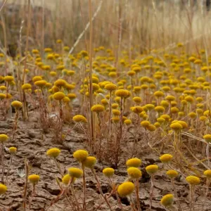 yellow flowers in the middle of the Australia bush still managed to grow even