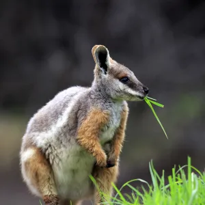 Yellow-footed Rock Wallaby, (Petrogale xanthopus)