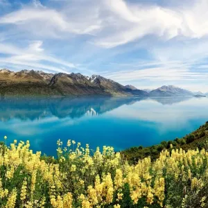 Yellow Lupines Print, Queenstown Landscape