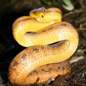 Snake