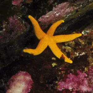 yellow seastar fromia polypora on reef kangaroo island, sa, aust yellow seastar fromia polypora on reef kangaroo island, sa, aust