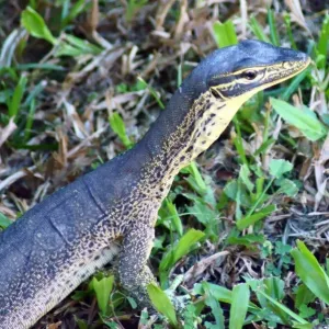 Yellow spotted Monitor