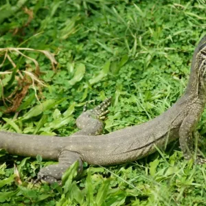 Yellow spotted monitor