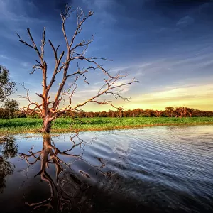 Yellow Water Billabong, Wetlands of Kakadu, North Territory, Australia