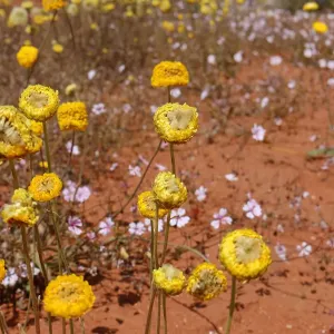 Yellow & White Wildflowers