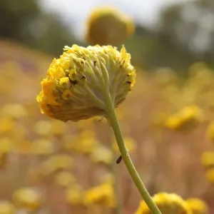 Yellow Wildflowers in the middle of nowhere near Mt Augustus in Western