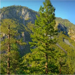 Yosemite National Park, California, western United States of America