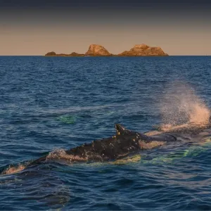 Young Adolescent male Humpback Whales off the coastline of New South Wales near Byron Bay, Australia Young Adolescent male Humpback Whales off the coastline of New South Wales near Byron Bay, Australia
