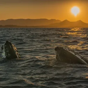 Young Adolescent males Humpback Whales off the coastline of New South Wales near Byron Bay, Australia Young Adolescent males Humpback Whales off the coastline of New South Wales near Byron Bay, Australia