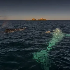 Young Adolescent males Humpback Whales off the coastline of New South Wales near Byron Bay, Australia Young Adolescent males Humpback Whales off the coastline of New South Wales near Byron Bay, Australia