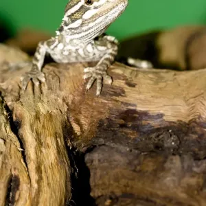 Young Bearded Dragon Print Young Bearded Dragon Print