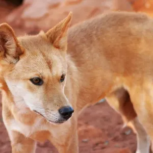 Dingo Dingo