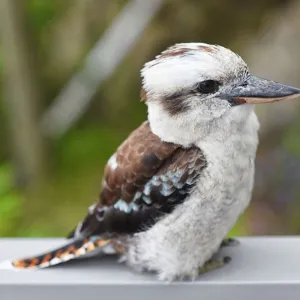 Young kookaburra standing on railing