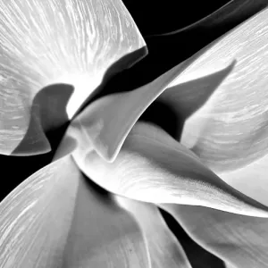 Yucca Plant
