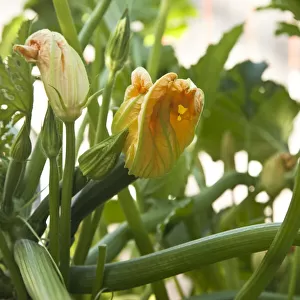 Zucchini plants in flower