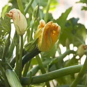 Les plantes de courge en fleur. Les plantes de courge en fleur.