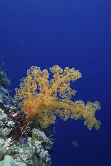 Living Organism Prints: 24026801