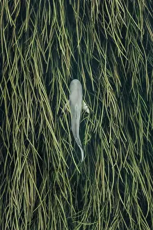 Abstract drone image showing a bull shark swimming above reeds in the Ord River, Kununurra, The Kimberley, Western Australia, Australia