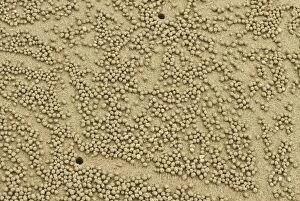 Images Dated 27th May 2014: Abstract image of beach crab balls