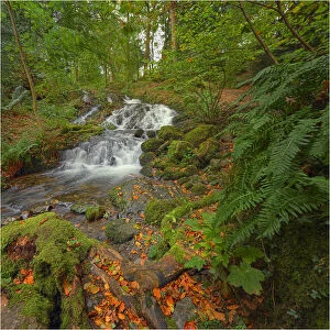 Images Dated 24th September 2011: Adelaide Hill in the Lake district is typical of the forests of England