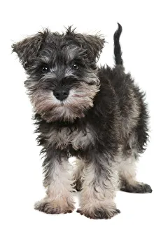 Adorable schnauzer puppy looking at the camera on a white backdrop Adorable schnauzer puppy looking at the camera on a white backdrop