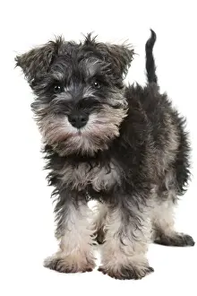 Adorable schnauzer puppy looking at the camera on a white backdrop