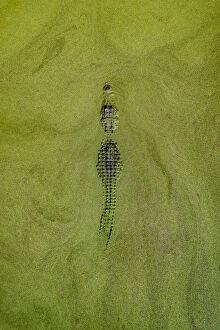 Images Dated 4th March 2020: Aerial image of an alligator lurking in a swamp, United States of America